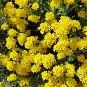 Basket of Gold Alyssum Seeds - Aurinia saxatilis - Hardy Yellow Perennial Flower - 20 Seeds - Image 6