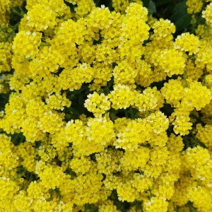 Basket of Gold Alyssum Seeds - Aurinia saxatilis - Hardy Yellow Perennial Flower - 20 Seeds - Image 7