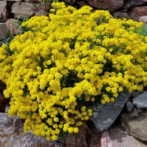 Basket of Gold Alyssum Seeds - Aurinia saxatilis - Hardy Yellow Perennial Flower - 20 Seeds - Image 8