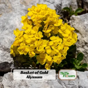 Basket of Gold Alyssum Seeds - Aurinia saxatilis - Hardy Yellow Perennial Flower - 20 Seeds - Image 1