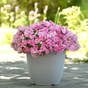Beacon Light Pink Impatiens Seeds - 20 Seeds - Soft Pink Shade Garden Annual Flowers - Image 10