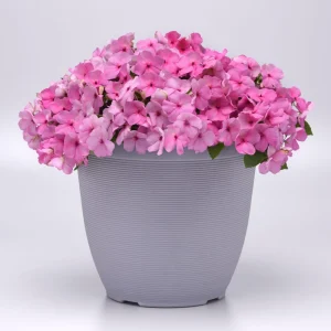 Beacon Light Pink Impatiens Seeds - 20 Seeds - Soft Pink Shade Garden Annual Flowers - Image 11
