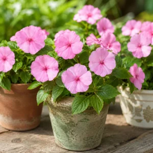 Beacon Light Pink Impatiens Seeds - 20 Seeds - Soft Pink Shade Garden Annual Flowers - Image 5