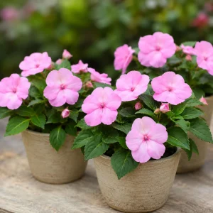 Beacon Light Pink Impatiens Seeds - 20 Seeds - Soft Pink Shade Garden Annual Flowers - Image 6