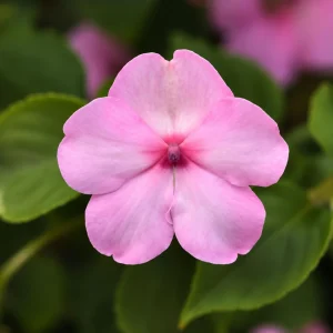 Beacon Light Pink Impatiens Seeds - 20 Seeds - Soft Pink Shade Garden Annual Flowers - Image 7