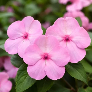 Beacon Light Pink Impatiens Seeds - 20 Seeds - Soft Pink Shade Garden Annual Flowers - Image 8
