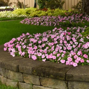 Beacon Light Pink Impatiens Seeds - 20 Seeds - Soft Pink Shade Garden Annual Flowers - Image 9