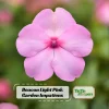 Beacon Light Pink Impatiens Seeds - 20 Seeds - Soft Pink Shade Garden Annual Flowers - Image 1