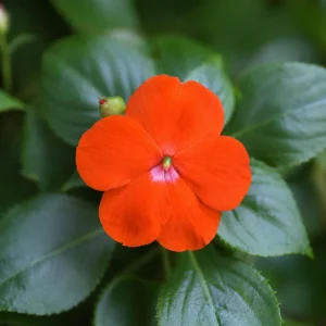 Beacon Orange Impatiens Seeds - Bright Orange Annual Shade Flower - 20 Seeds - Image 10