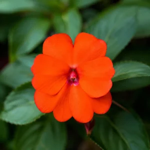Beacon Orange Impatiens Seeds - Bright Orange Annual Shade Flower - 20 Seeds - Image 11