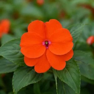 Beacon Orange Impatiens Seeds - Bright Orange Annual Shade Flower - 20 Seeds - Image 12