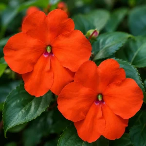 Beacon Orange Impatiens Seeds - Bright Orange Annual Shade Flower - 20 Seeds - Image 2