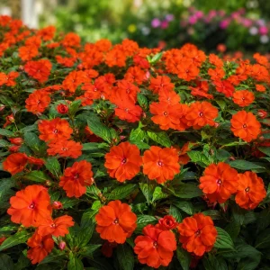 Beacon Orange Impatiens Seeds - Bright Orange Annual Shade Flower - 20 Seeds - Image 3