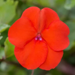 Beacon Orange Impatiens Seeds - Bright Orange Annual Shade Flower - 20 Seeds - Image 5