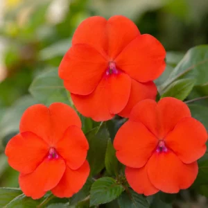 Beacon Orange Impatiens Seeds - Bright Orange Annual Shade Flower - 20 Seeds - Image 6
