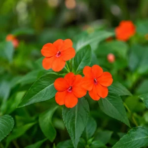 Beacon Orange Impatiens Seeds - Bright Orange Annual Shade Flower - 20 Seeds - Image 7