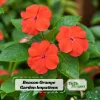 Beacon Orange Impatiens Seeds - Bright Orange Annual Shade Flower - 20 Seeds - Image 1