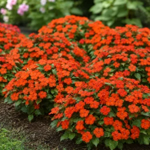 Beacon Orange Impatiens Seeds - Bright Orange Annual Shade Flower - 20 Seeds - Image 8