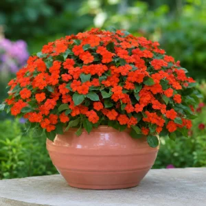 Beacon Orange Impatiens Seeds - Bright Orange Annual Shade Flower - 20 Seeds - Image 9
