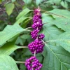 Beautyberry Live Plant – 4 inch Nursery Pot – Outdoor Shrub - Image 1