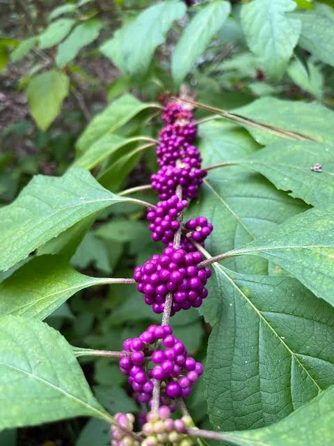 Beautyberry Live Plant – 4 inch Nursery Pot – Outdoor Shrub - Image 1