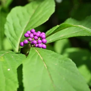 Beautyberry Live Plant – 4 inch Nursery Pot – Outdoor Shrub - Image 2