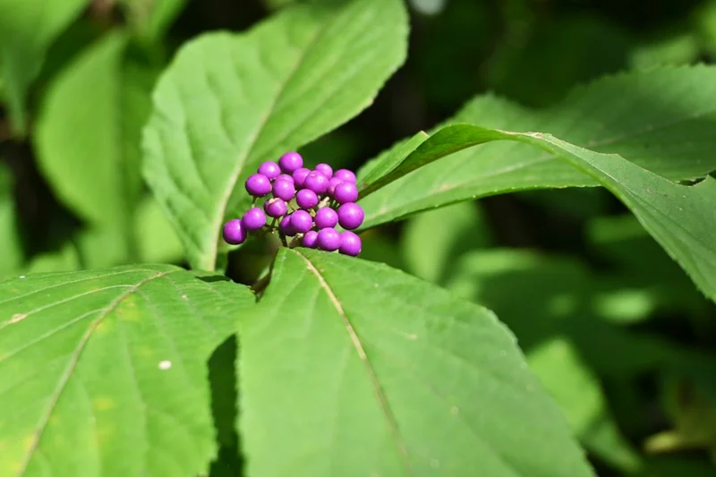 Beautyberry Live Plant – 4 inch Nursery Pot – Outdoor Shrub - Image 2
