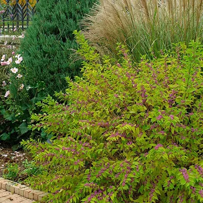 Beautyberry Live Plant – 4 inch Nursery Pot – Outdoor Shrub - Image 3