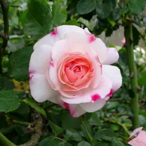 Bicolor Climbing Rose Seeds - Pink & Cream Blooms - 30 Seeds - Perennial Flower - Image 10