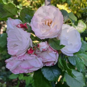 Bicolor Climbing Rose Seeds - Pink & Cream Blooms - 30 Seeds - Perennial Flower - Image 11