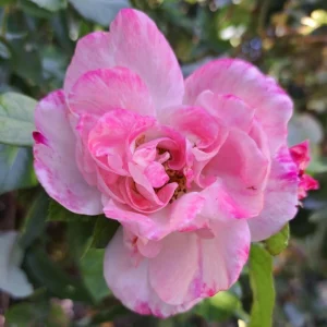 Bicolor Climbing Rose Seeds - Pink & Cream Blooms - 30 Seeds - Perennial Flower - Image 12