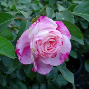 Bicolor Climbing Rose Seeds - Pink & Cream Blooms - 30 Seeds - Perennial Flower - Image 13