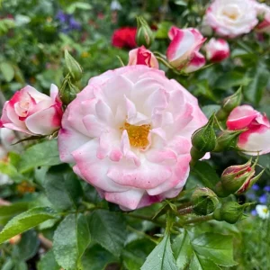 Bicolor Climbing Rose Seeds - Pink & Cream Blooms - 30 Seeds - Perennial Flower - Image 14