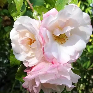 Bicolor Climbing Rose Seeds - Pink & Cream Blooms - 30 Seeds - Perennial Flower - Image 15