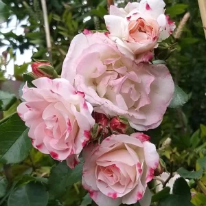Bicolor Climbing Rose Seeds - Pink & Cream Blooms - 30 Seeds - Perennial Flower - Image 16