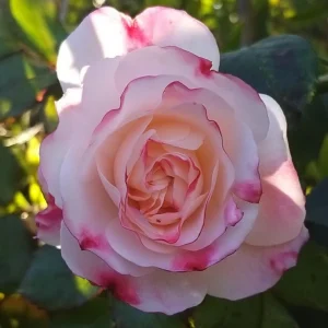 Bicolor Climbing Rose Seeds - Pink & Cream Blooms - 30 Seeds - Perennial Flower - Image 17