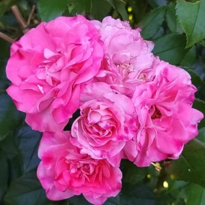 Bicolor Climbing Rose Seeds - Pink & Cream Blooms - 30 Seeds - Perennial Flower - Image 18