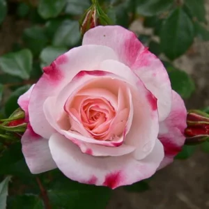 Bicolor Climbing Rose Seeds - Pink & Cream Blooms - 30 Seeds - Perennial Flower - Image 2