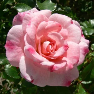 Bicolor Climbing Rose Seeds - Pink & Cream Blooms - 30 Seeds - Perennial Flower - Image 3