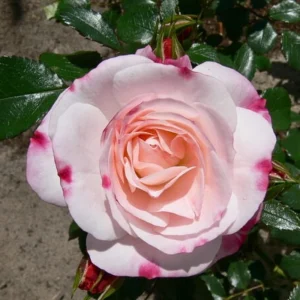 Bicolor Climbing Rose Seeds - Pink & Cream Blooms - 30 Seeds - Perennial Flower - Image 4