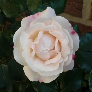 Bicolor Climbing Rose Seeds - Pink & Cream Blooms - 30 Seeds - Perennial Flower - Image 5
