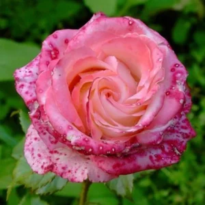 Bicolor Climbing Rose Seeds - Pink & Cream Blooms - 30 Seeds - Perennial Flower - Image 6