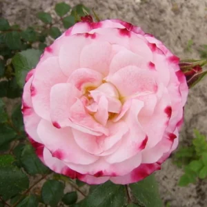 Bicolor Climbing Rose Seeds - Pink & Cream Blooms - 30 Seeds - Perennial Flower - Image 7