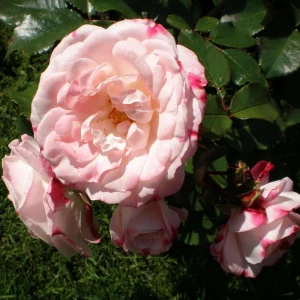 Bicolor Climbing Rose Seeds - Pink & Cream Blooms - 30 Seeds - Perennial Flower - Image 8