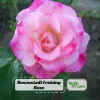 Bicolor Climbing Rose Seeds - Pink & Cream Blooms - 30 Seeds - Perennial Flower - Image 1