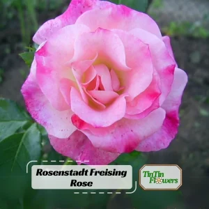 Bicolor Climbing Rose Seeds - Pink & Cream Blooms - 30 Seeds - Perennial Flower - Image 1