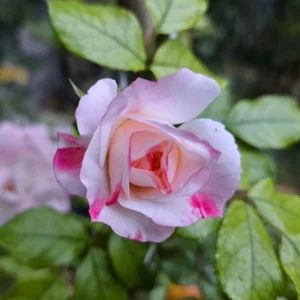 Bicolor Climbing Rose Seeds - Pink & Cream Blooms - 30 Seeds - Perennial Flower - Image 9