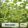 Bitter Melon Seeds - Momordica Charantia - Asian Vegetable Seeds - 10 Count - Image 1
