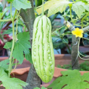 Bitter Melon Seeds - Momordica Charantia - Asian Vegetable Seeds - 10 Count - Image 2