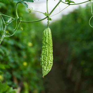 Bitter Melon Seeds - Momordica Charantia - Asian Vegetable Seeds - 10 Count - Image 3